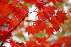 赤峰市楓葉城社區(qū)電話號碼