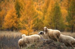赤峰羊養(yǎng)殖廠地址電話號(hào)碼