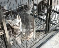 赤峰市上門回收貓電話號(hào)碼