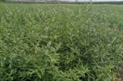 赤峰樹苗基地電話號(hào)碼查詢