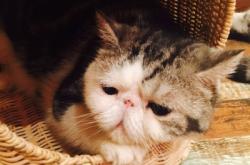 喵屋咖啡赤峰店電話地址是多少