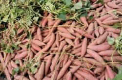 赤峰附近紅薯苗基地電話號(hào)碼