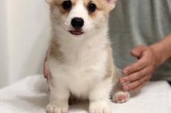 赤峰大孟寵物店電話號碼