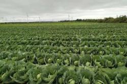 赤峰賣甘藍苗的地方電話號碼