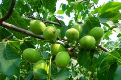 赤峰地膜供應商電話地址查詢