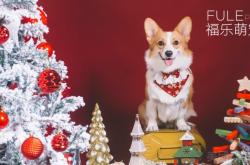 赤峰萌寵燒烤電話地址查詢