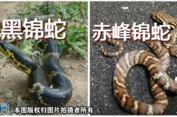 赤峰黑砂廠家電話號碼查詢