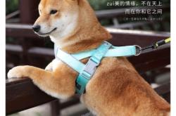 赤峰寵物交易群電話地址查詢