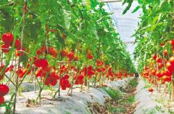 內(nèi)蒙赤峰采摘園電話多少號