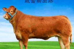 赤峰養(yǎng)牛場聯(lián)系電話