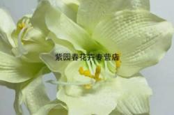 赤峰李大姐朱頂紅店電話號碼