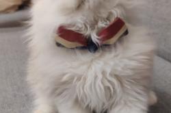 赤峰小貓咪領(lǐng)養(yǎng)中心電話號碼