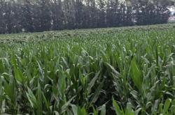 赤峰種植農(nóng)戶有電話號碼嗎