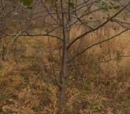 赤峰蘋果樹苗批發(fā)電話號碼