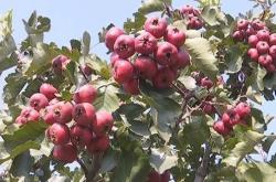 赤峰市酸棗收購(gòu)電話(huà)地址查詢(xún)