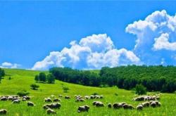 赤峰收羊經(jīng)紀人電話