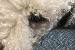 赤峰辛帝寵物醫(yī)院電話號(hào)碼