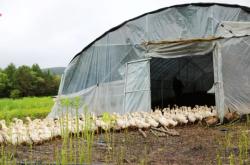 赤峰養(yǎng)鵝廠聯(lián)系電話號碼