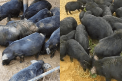 赤峰小黑豬仔豬場(chǎng)電話號(hào)碼