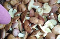 赤峰線蟲批發(fā)市場電話號碼