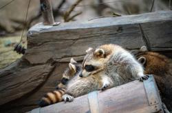 赤峰天鴻動(dòng)物園電話號(hào)碼