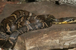 赤峰養(yǎng)犬辦理地點電話查詢號碼