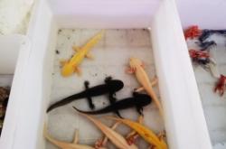 赤峰回收觀賞魚電話號碼