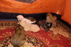 赤峰無償領(lǐng)養(yǎng)小動物電話號碼