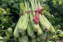 赤峰大廟鎮(zhèn)芹菜基地電話號碼