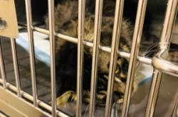 赤峰貓咪絕育團(tuán)購(gòu)電話號(hào)碼