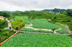 赤峰鎮(zhèn)石橋村電話號碼查詢是多少