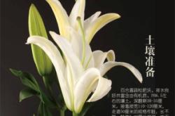 赤峰百合切花店電話號碼