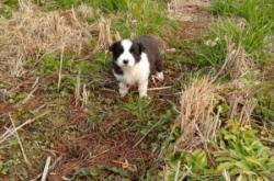 赤峰寧城邊牧出售電話地址查詢