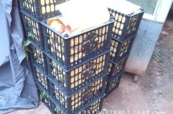 赤峰水果筐料批發(fā)電話號(hào)碼