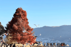 赤峰夕陽(yáng)美旅行社電話號(hào)碼