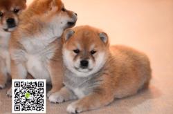 赤峰賣小狗的電話是多少號