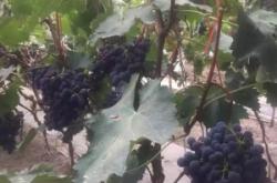 赤峰團(tuán)購采摘園地址電話號(hào)碼