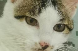 赤峰流浪貓領(lǐng)養(yǎng)平臺電話號碼