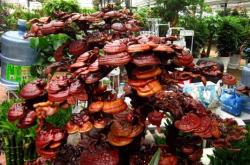 赤峰紅山花卉市場(chǎng)電話號(hào)碼