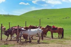 赤峰紅山區(qū)軍分區(qū)電話號碼