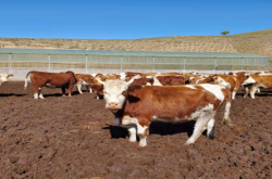 赤峰芝瑞鎮(zhèn)電話號碼是多少