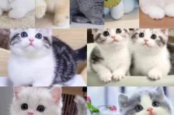 赤峰狗狗柯基出售信息電話號碼