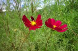 赤峰橋北草坪社區(qū)電話號(hào)碼是多少