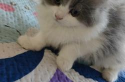 赤峰附近幼貓出售信息電話(huà)號(hào)碼