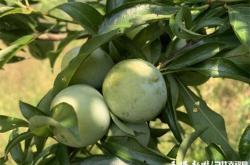 赤峰萬達(dá)采摘李子電話地址