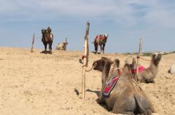 赤峰駱駝酒廠電話號碼多少號