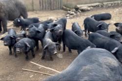 赤峰黑豬販運(yùn)電話(huà)號(hào)碼查詢(xún)地址