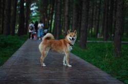 赤峰回收寵物電話多少號