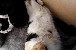 赤峰寧城狗狗售賣電話號碼是多少