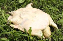 赤峰水產(chǎn)甲魚店電話號(hào)碼查詢